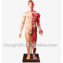 Menschlicher Körper Muskeln mit internem Orgelmodell (170CM)